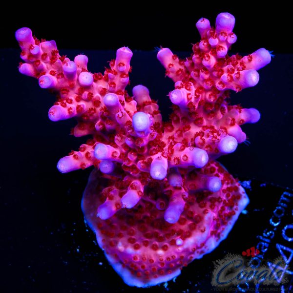 EC Purple Night Fury Acro EX