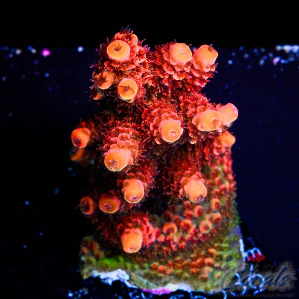 EC From Hell Spathulata NEW