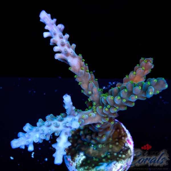 EC Shark Attack Acro