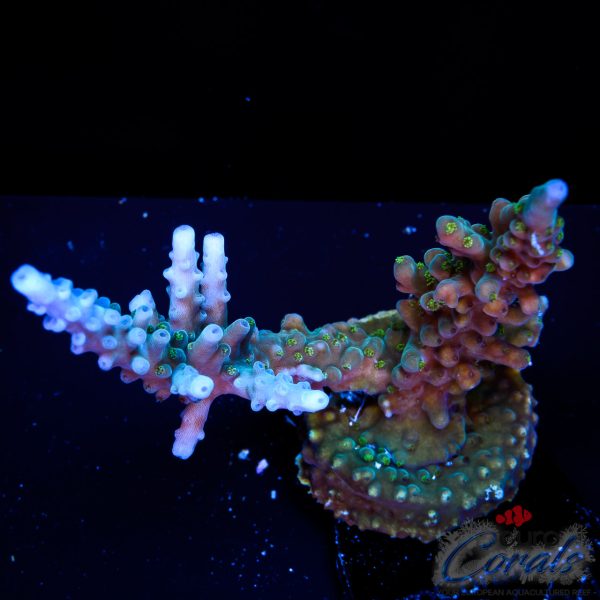 EC Shark Attack Acro