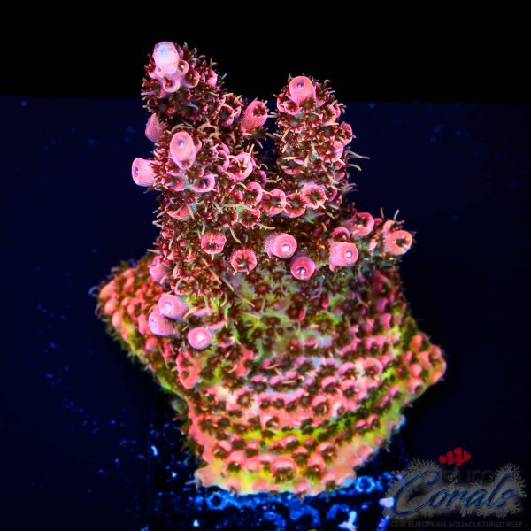 EC Jack Sparrow Acro NEW EX