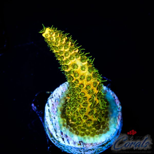 EC Rainbow Solar Flare Mille