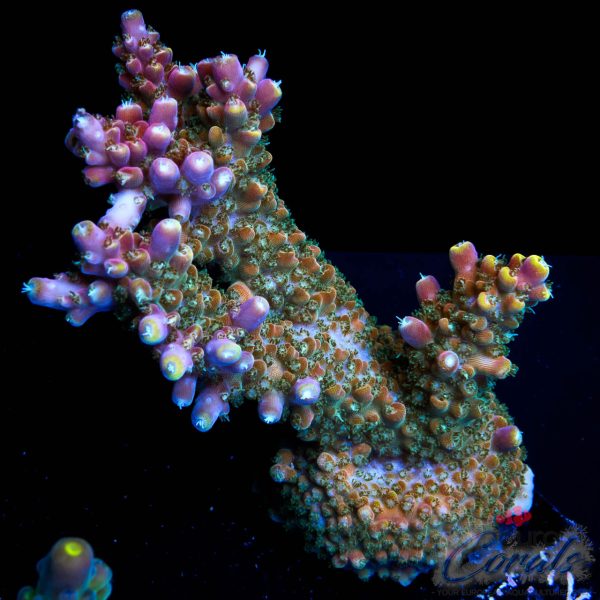 EC Fruity Pebbles Acro