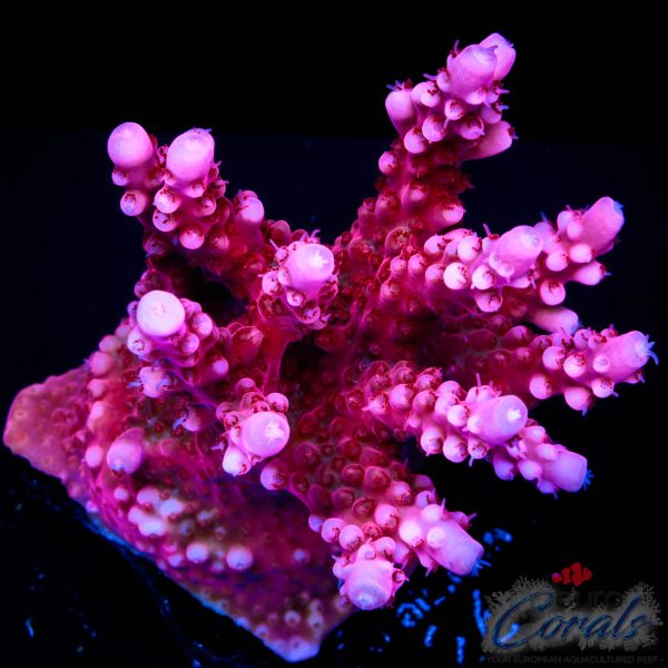 EC Red Octopus Acro