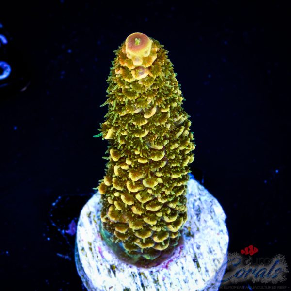 EC Golden Mammoth Red Tips Spathulata NEW