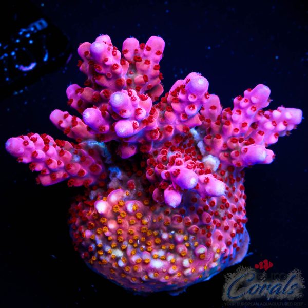 EC Hell2Heaven Acro ER GRAFTED (B Grade)