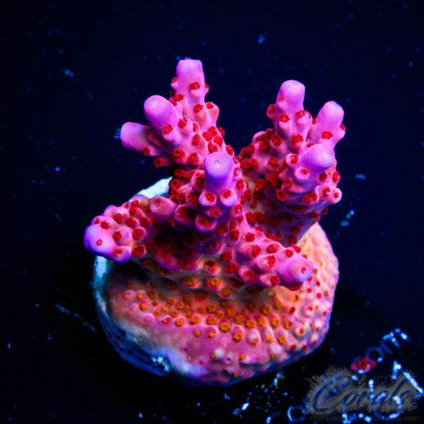 EC Hell2Heaven Acro ER GRAFTED (B Grade)