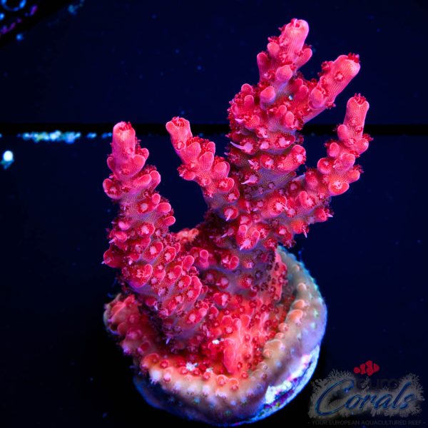 EC Mellow Yellow Acro NEW