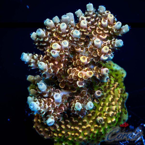 EC Mellow Yellow Acro NEW