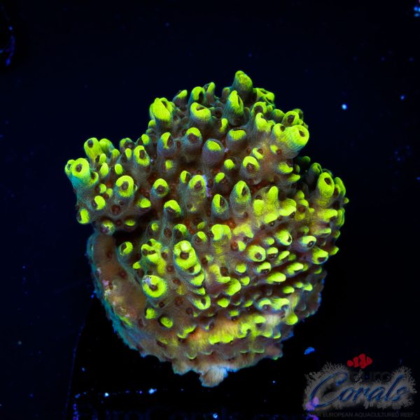 EC Shooting Star Acro