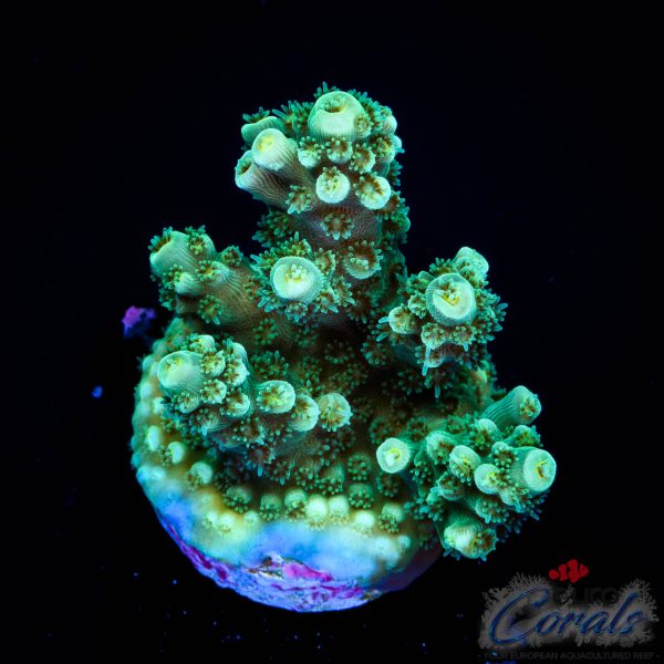 EC Red Hot Hat Digit Acro