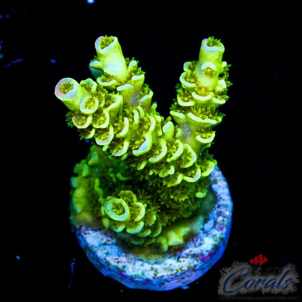 EC Neverland Tenuis Acro