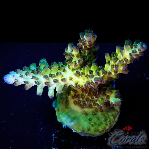 EC Hellblade Acro NEW