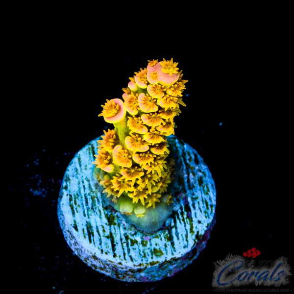 EC Akil`s WaltDisney Acro