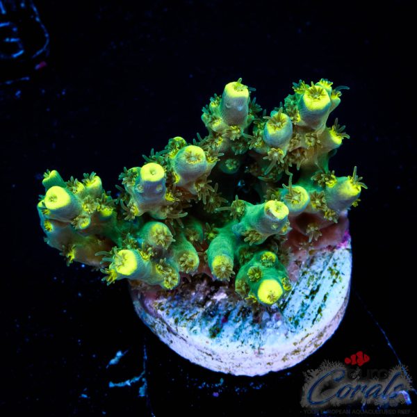 EC Blue Firefly Acro