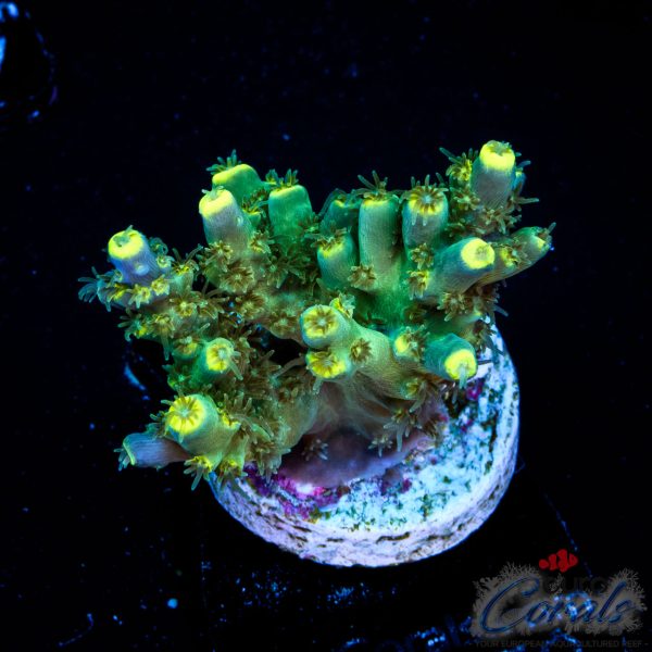 EC Blue Firefly Acro