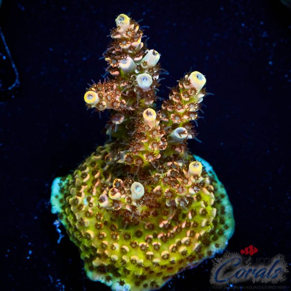 EC Mellow Yellow Acro NEW