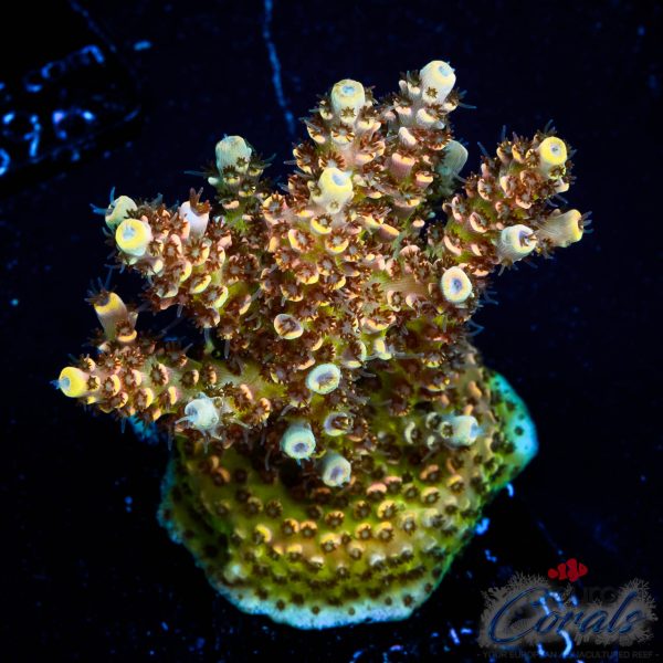 EC Mellow Yellow Acro NEW