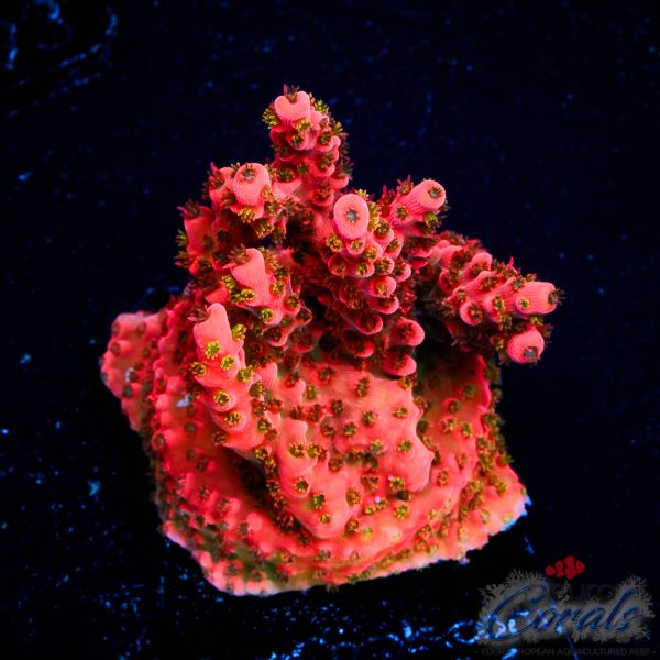 EC Torero Table Acro NEW EX