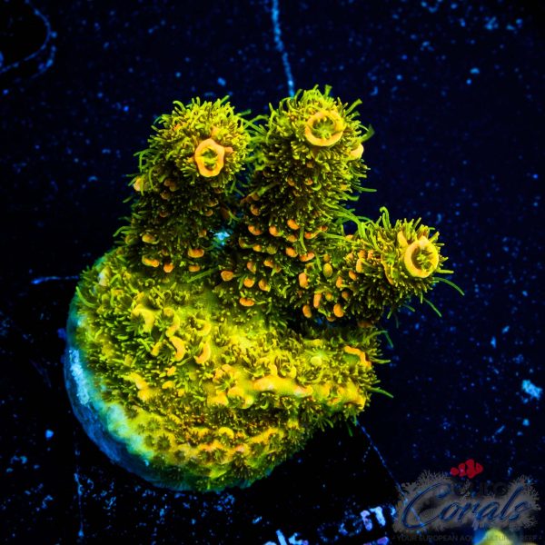 EC Rainbow Solar Flare Mille