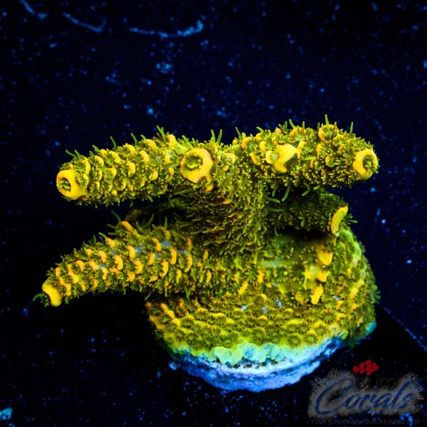 EC Rainbow Solar Flare Mille