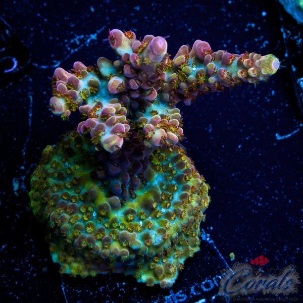 EC Rainbow Twizzler Acro EX