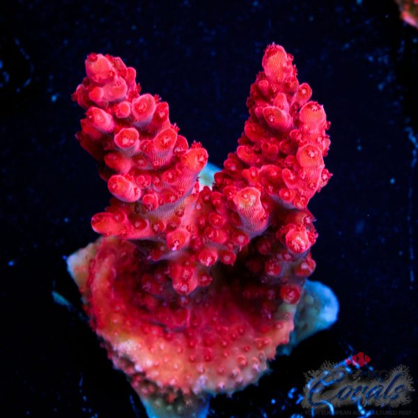 EC Red Diablo Acro