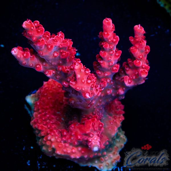 EC Red Diablo Acro