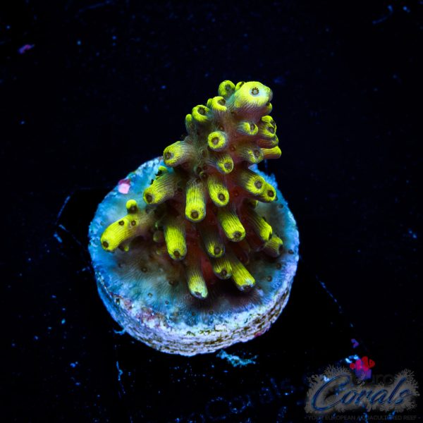 EC Shooting Star Acro