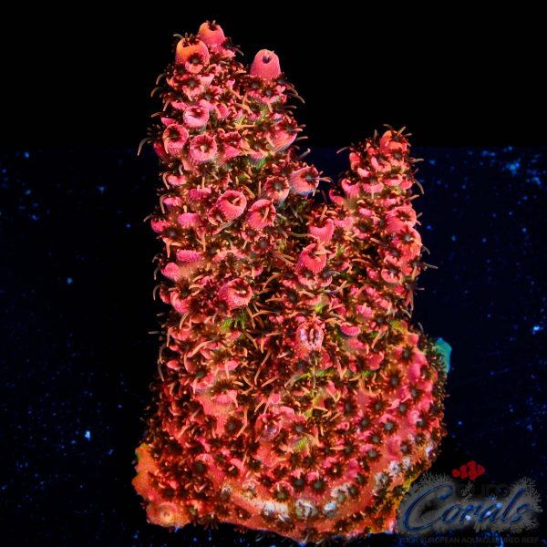 EC Jack Sparrow Acro NEW EX