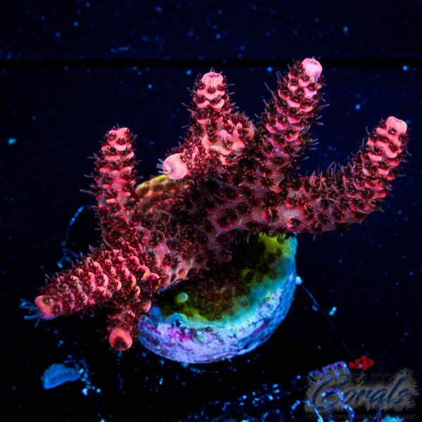 EC Dragon Slayer Acro NEW