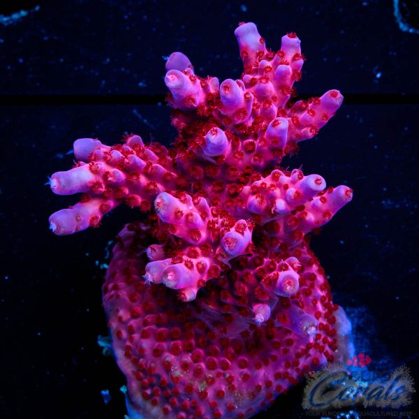 EC Purple Night Fury Acro EX (red/blue tipped)