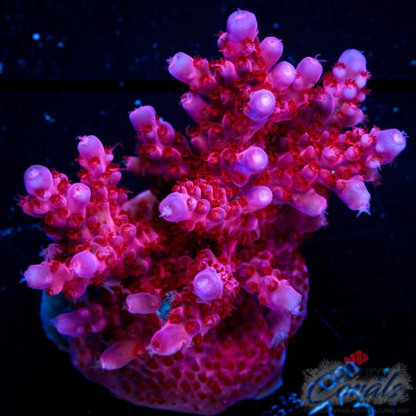 EC Purple Night Fury Acro EX (red/blue tipped)