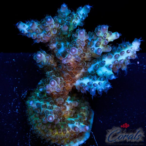 EC Purple Grapes Acro