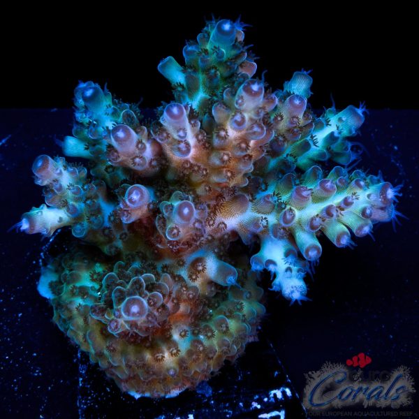 EC Purple Grapes Acro