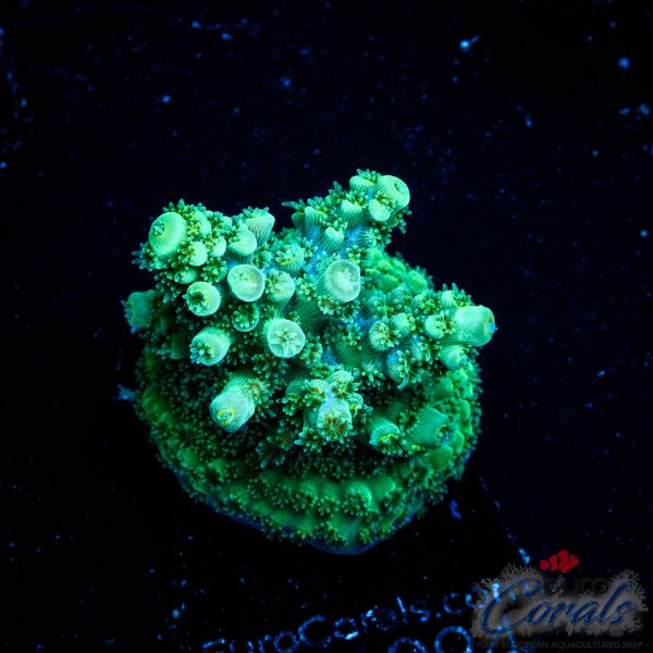 EC Red Hot Hat Digit Acro