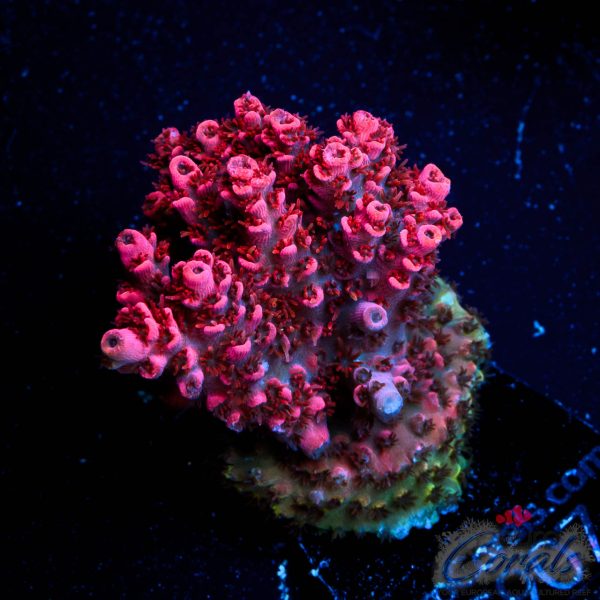 EC Akil's Sauron’s Flame Acro EX NEW