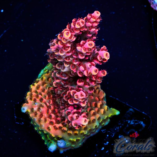 EC WOW Table Acro EX