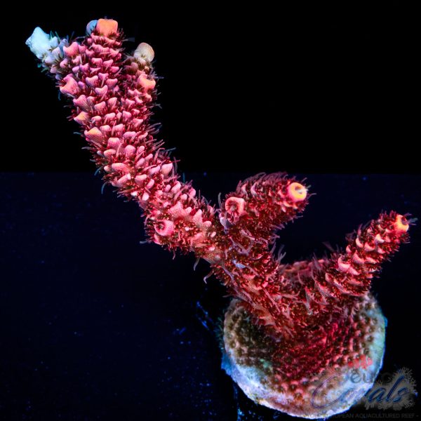 EC Akil's Red Torch Acro NEW EX