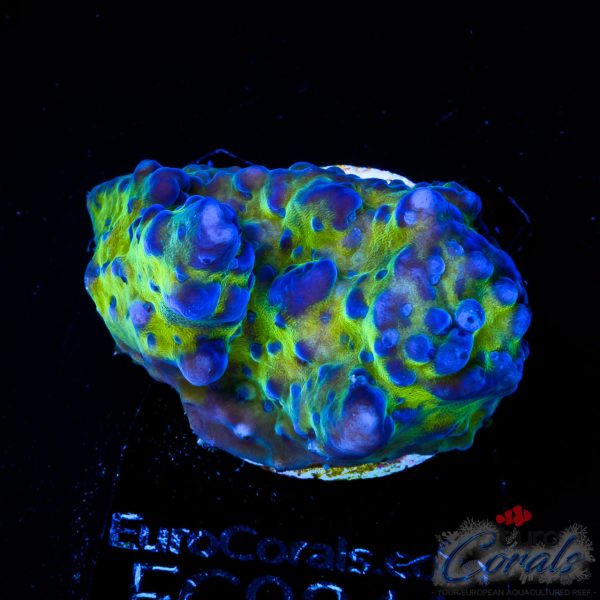 EC Blue Monster Acro