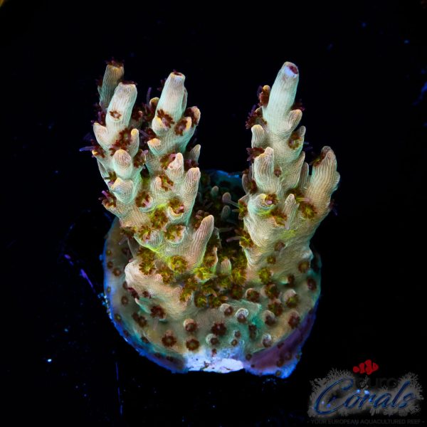 EC Akil’s Crayola Twist Acro NEW