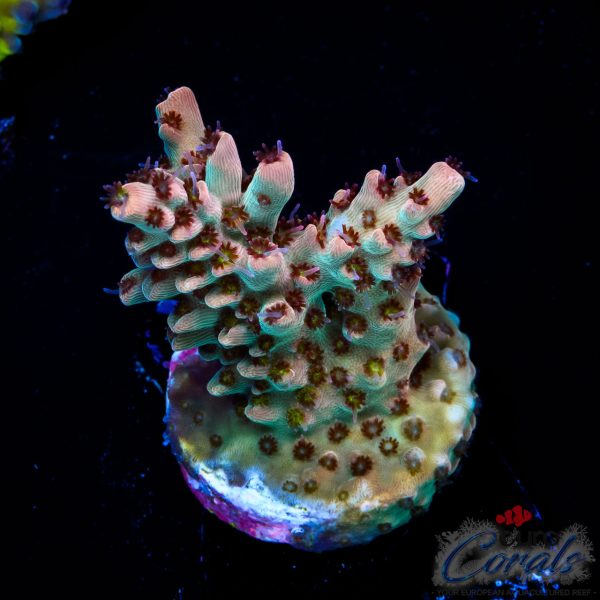 EC Akil’s Crayola Twist Acro NEW