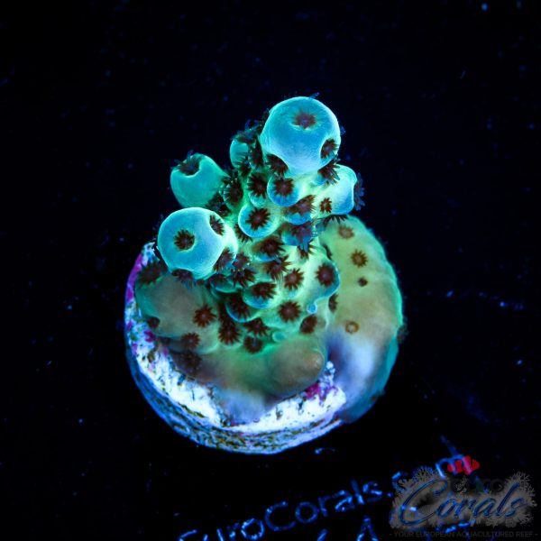 EC Cookie Monster Sarmentosa