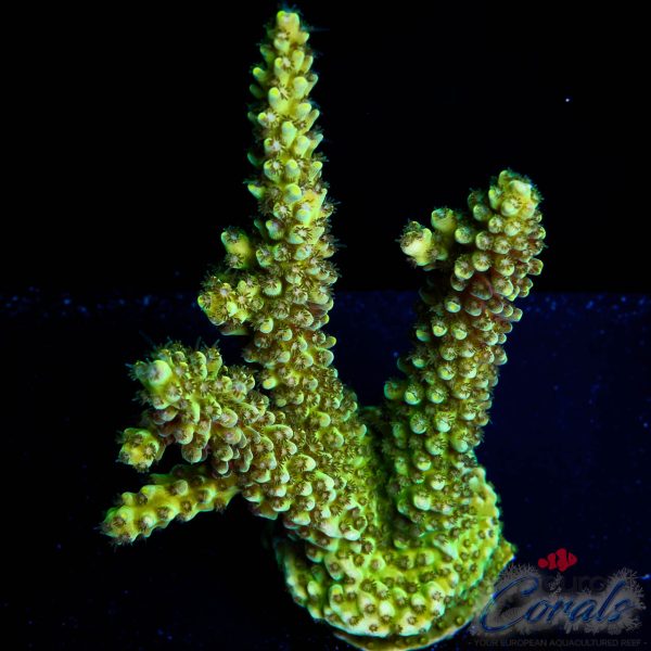 EC Toxic Waste Acro XL