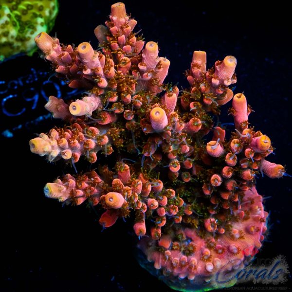 EC Akil's Mango Flamingo Acro NEW EX