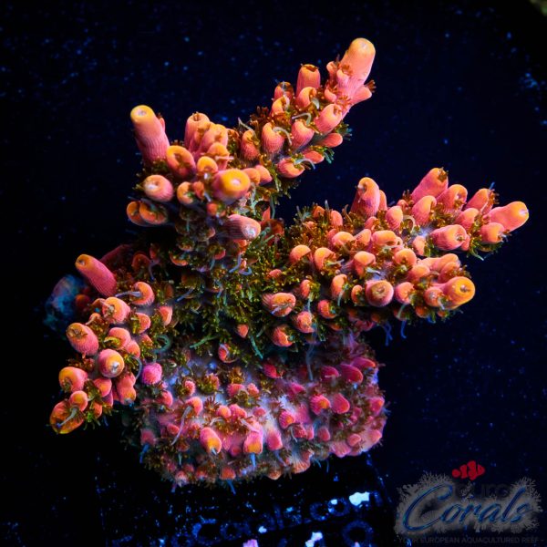 EC Akil's Mango Flamingo Acro NEW EX