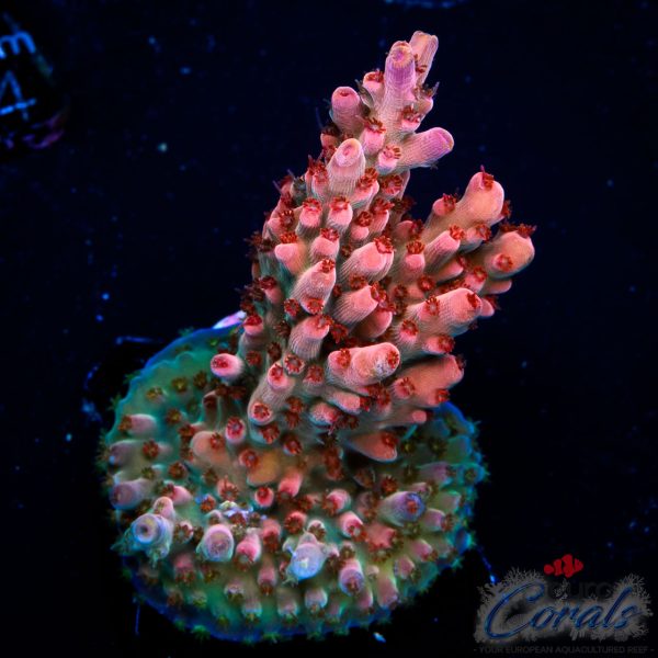 EC Akil’s Rainbow Bo-Katan Acro NEW (Ruby Red)