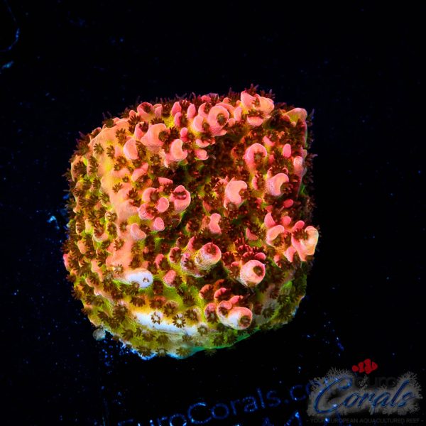 EC Tears of The Sun Acro