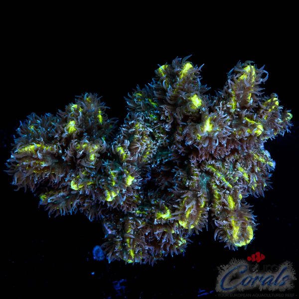 EC Limelight Hydnophora NEW XL