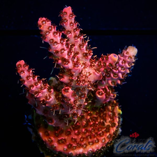 EC Jack Sparrow Acro NEW EX